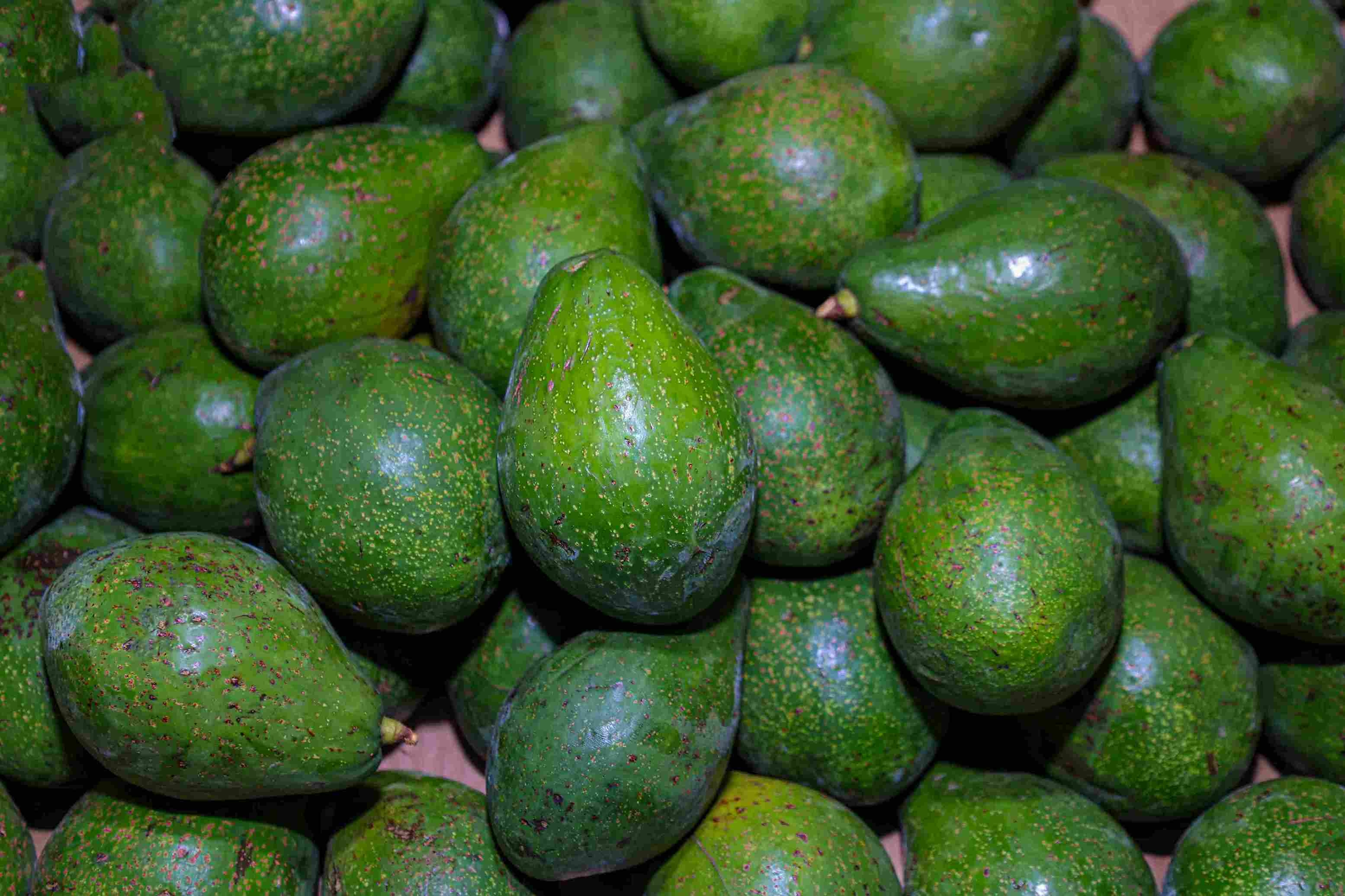 Avocado