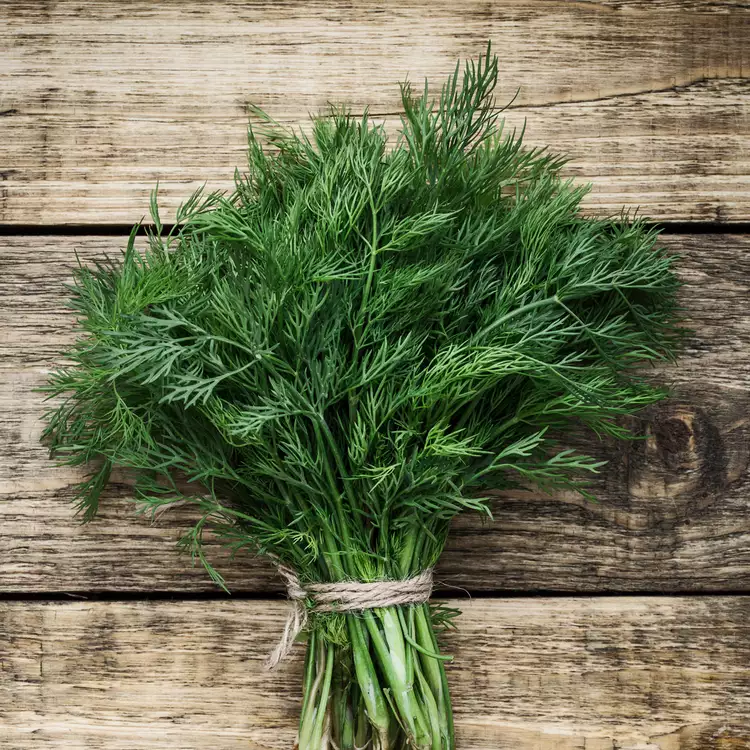 Dill