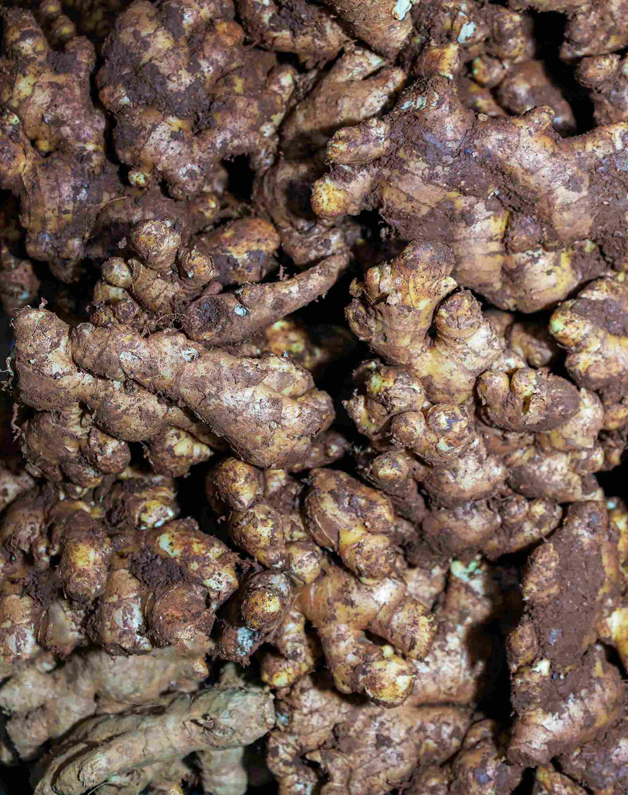 Ginger
