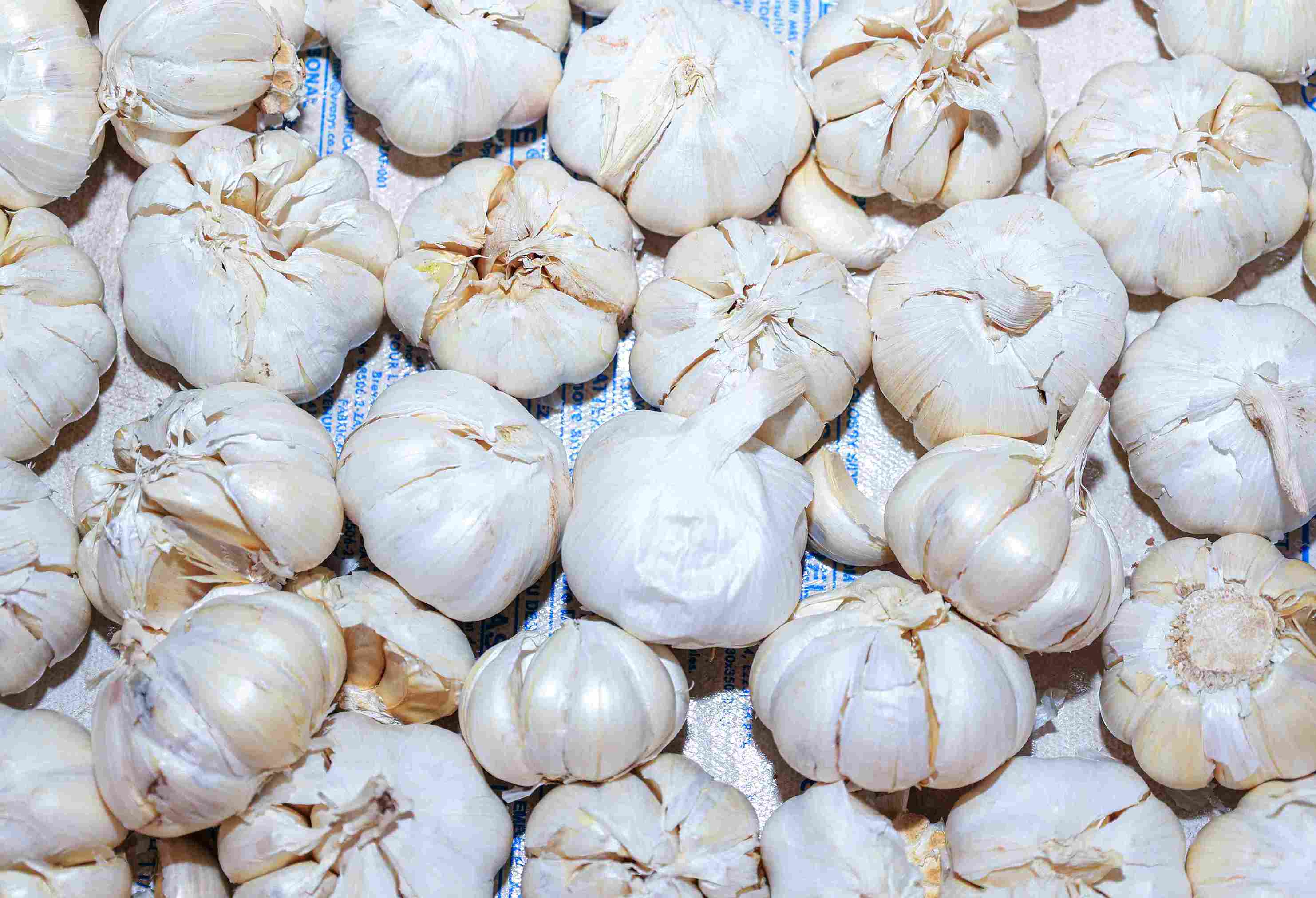 Imported garlic