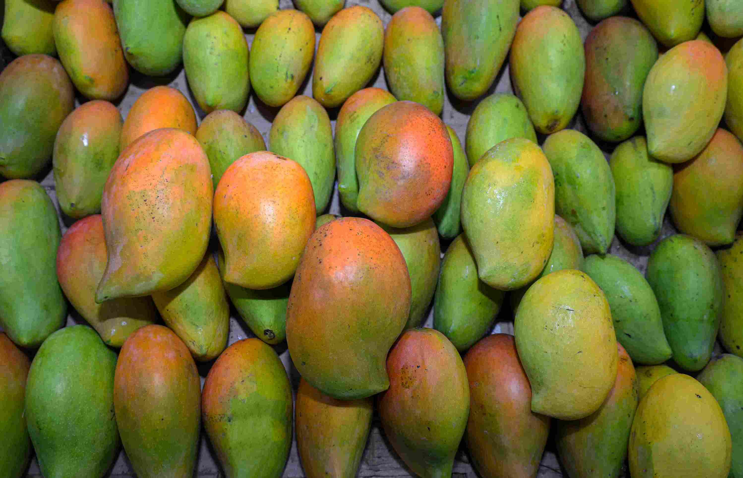 Ngowe mangoes